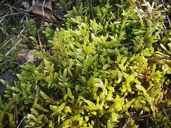 PSEUDOSCLEROPODIUM PURUM (Hedw.) M. Fleisch. - lazovec čistý / uhladenec čistý