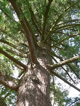 Pseudotsuga menziesii