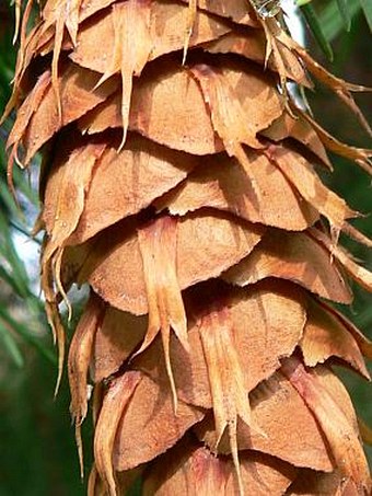 Pseudotsuga menziesii