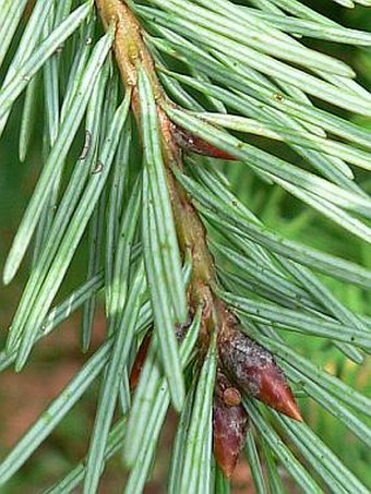 Pseudotsuga menziesii