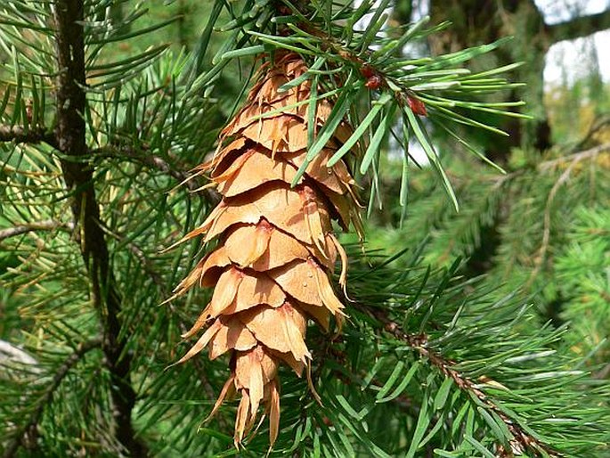 PSEUDOTSUGA MENZIESII (Mirb.) Franco var. MENZIESII – douglaska tisolistá pravá / duglaska tisolistá pravá