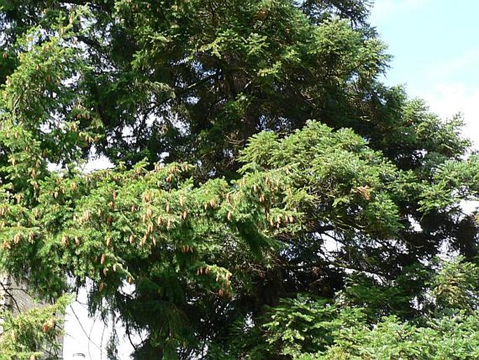 Pseudotsuga menziesii