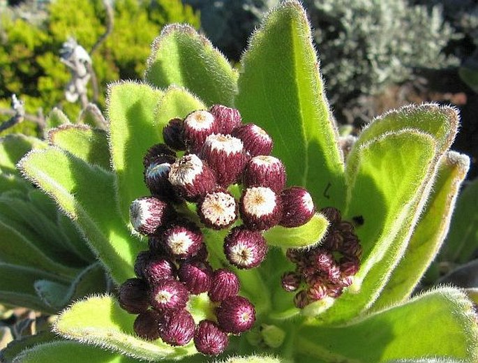 PSIADIA ANCHUSIFOLIA (Poir.) Cordem.