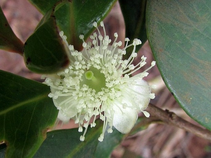 Psidium cattleianum