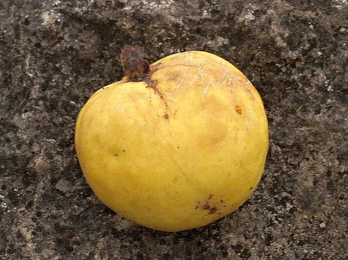 Psidium guajava