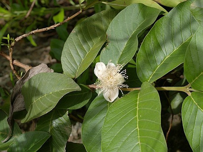 Psidium guajava