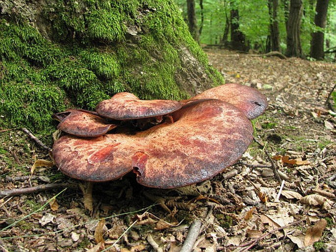 Fistulina hepatica