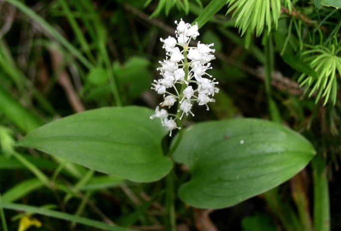 Maianthemum bifolium