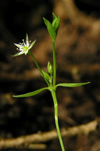 Stellaria alsine