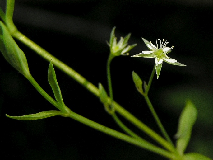 Stellaria alsine