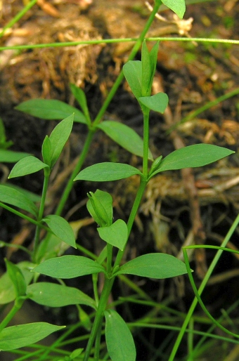 Stellaria alsine