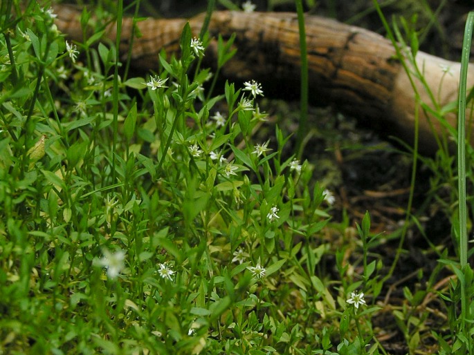 Stellaria alsine