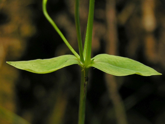 Stellaria alsine