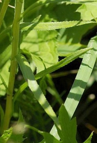 Achillea ptarmica