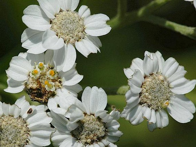 Achillea ptarmica