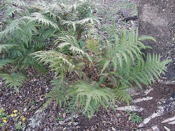 PTERIS QUADRIAURITA Retz. – křídelnice