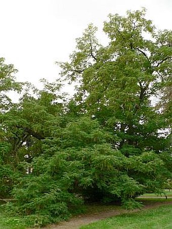 Pterocarya pterocarpa