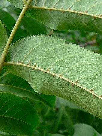 Pterocarya pterocarpa