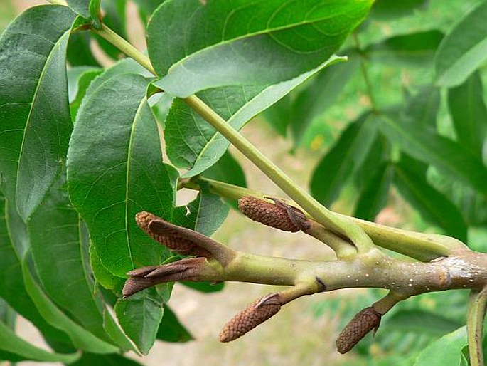 PTEROCARYA PTEROCARPA (Michx.) Kunth - lapina jasanolistá / orechovec jaseňolistý