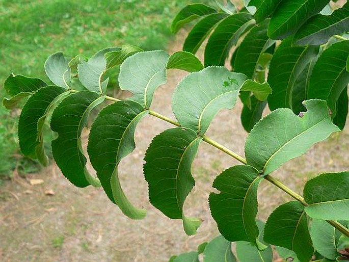 Pterocarya pterocarpa