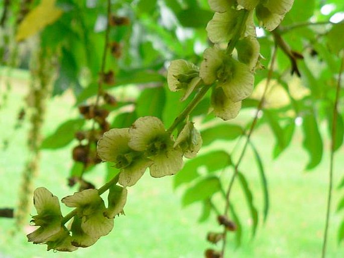 Pterocarya pterocarpa