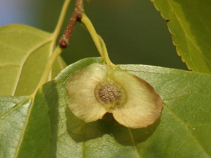 Pteroceltis tatarinowii