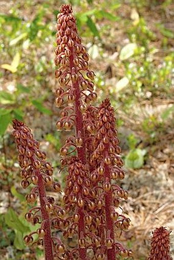 Pterospora andromedea