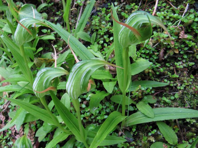 Pterostylis banksii