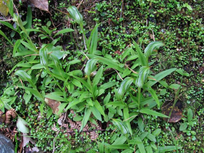 Pterostylis banksii