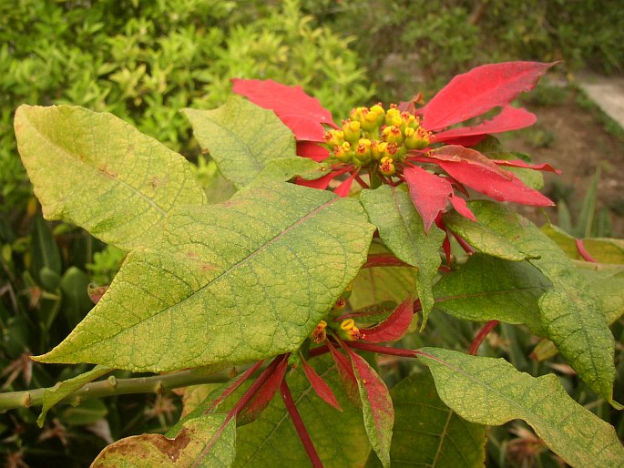 Euphorbia pulcherrima