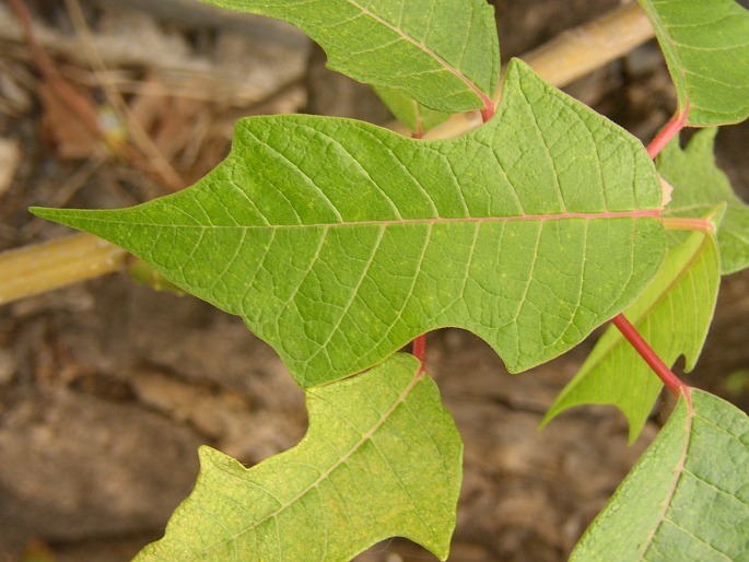 Euphorbia pulcherrima