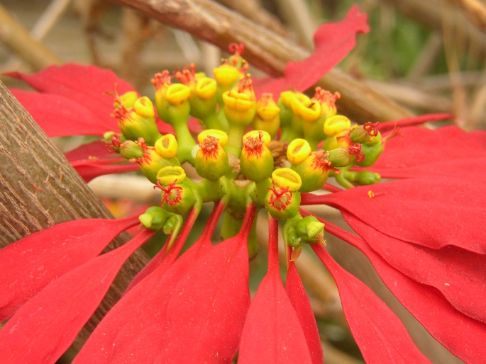 Euphorbia pulcherrima