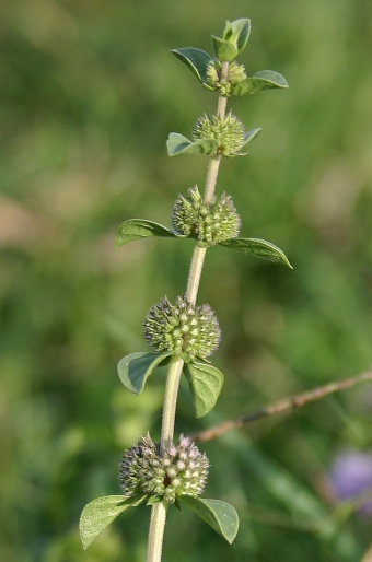 Pulegium vulgare