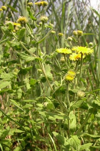 Pulicaria dysenterica