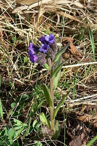 Pulmonaria angustifolia