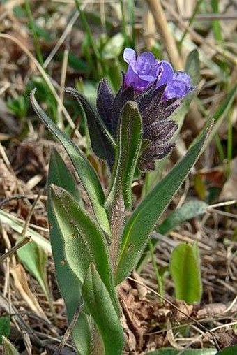 Pulmonaria angustifolia