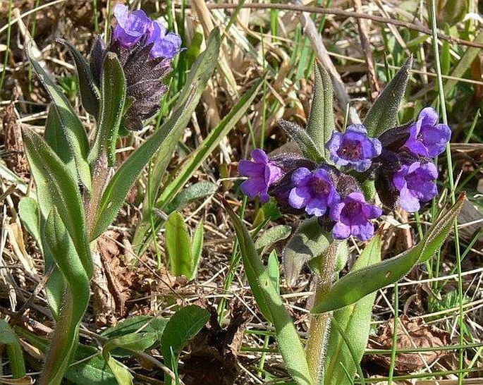 PULMONARIA ANGUSTIFOLIA L. – plicník úzkolistý / pľúcnik úzkolistý