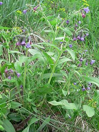 Pulmonaria murinii