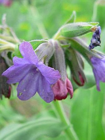 Pulmonaria murinii