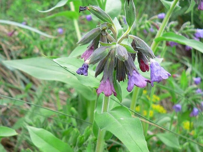 PULMONARIA MURINII J. Májovský – plicník Murínův / pľúcnik Murínov