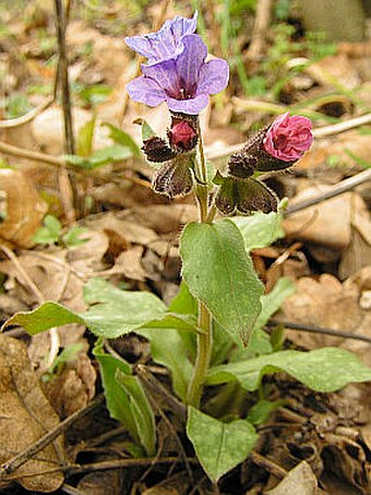 Pulmonaria obscura