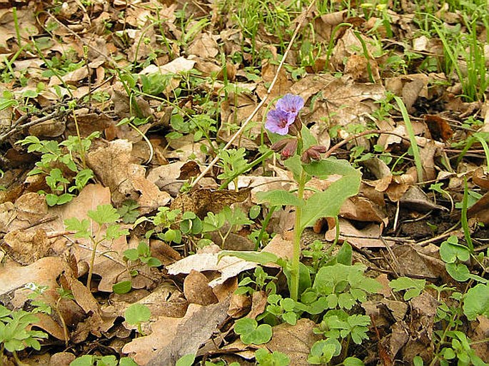 Pulmonaria obscura