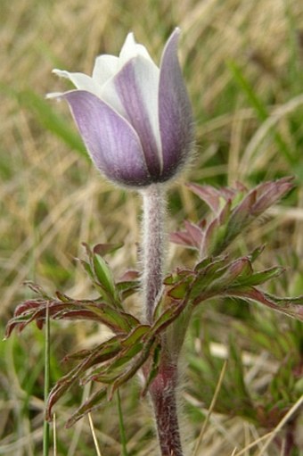 Pulsatilla alpina subsp. schneebergensis