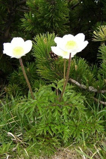 Pulsatilla alpina subsp. schneebergensis