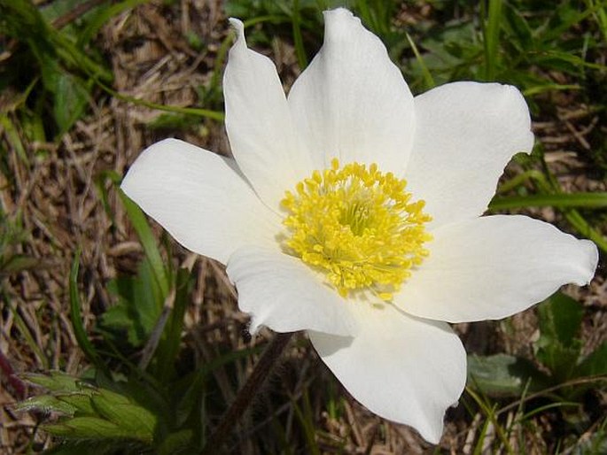 PULSATILLA ALPINA subsp. SCHNEEBERGENSIS D. M. Moser - koniklec / poniklec