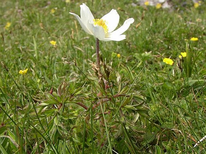 Pulsatilla alpina subsp. schneebergensis