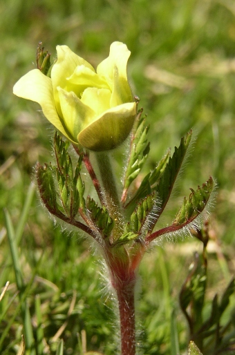 Pulsatilla alpina subsp. apiifolia