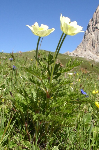 Pulsatilla alpina subsp. apiifolia