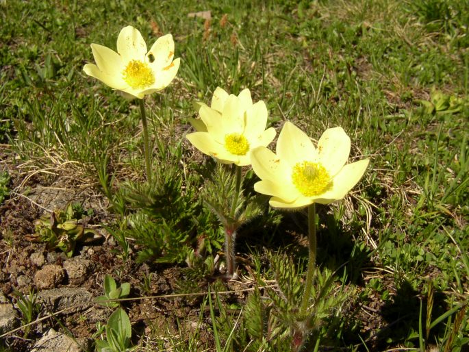 Pulsatilla alpina subsp. apiifolia