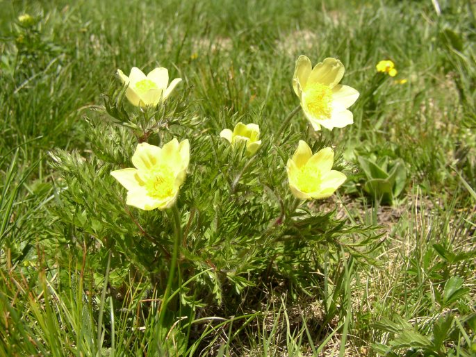 Pulsatilla alpina subsp. apiifolia